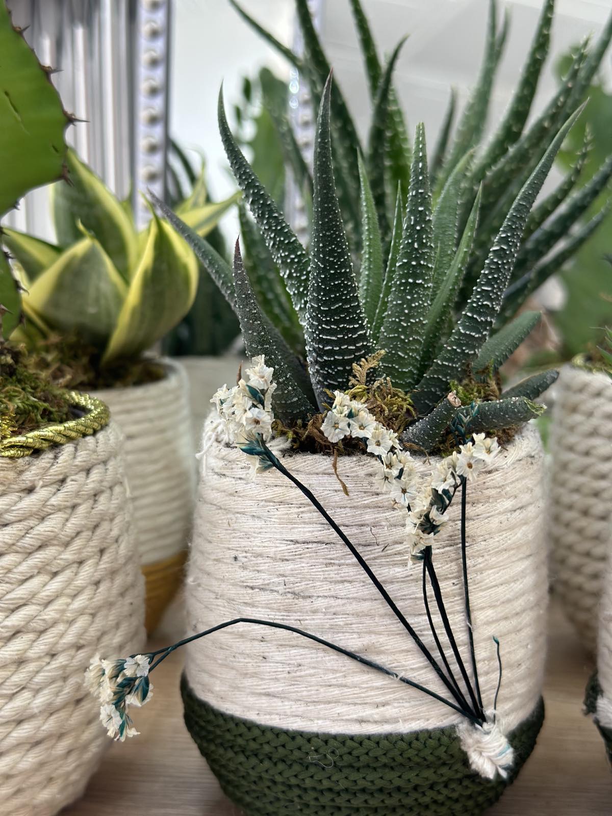 mini pot avec sa plante verte