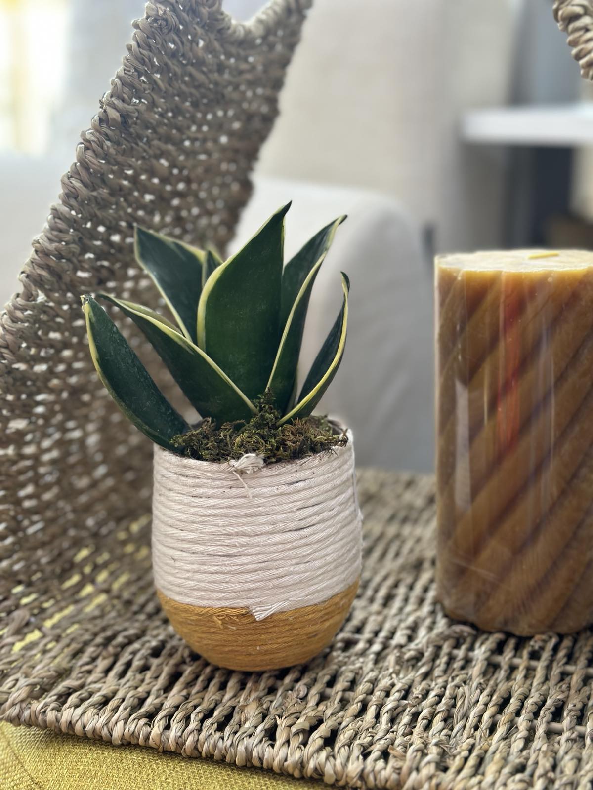 mini pot design avec plante verte